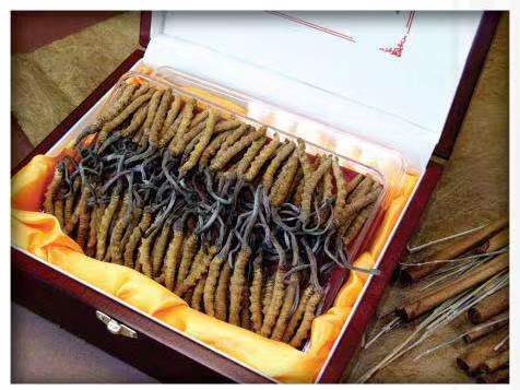 琼中冬虫夏草回收